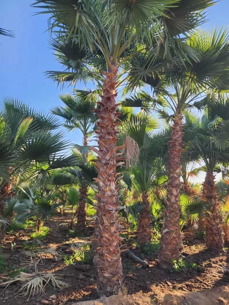 مشروع توريد وزراعة النخيل في كافه مناطق المملكة - صورة 14