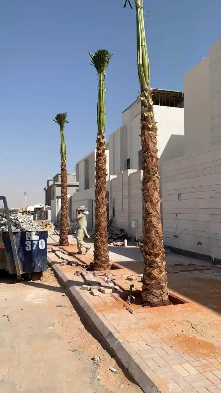 مشروع توريد وزراعة النخيل في كافه مناطق المملكة - صورة 13