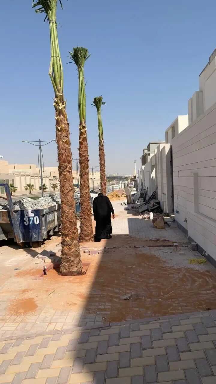 مشروع توريد وزراعة النخيل في كافه مناطق المملكة - صورة 12