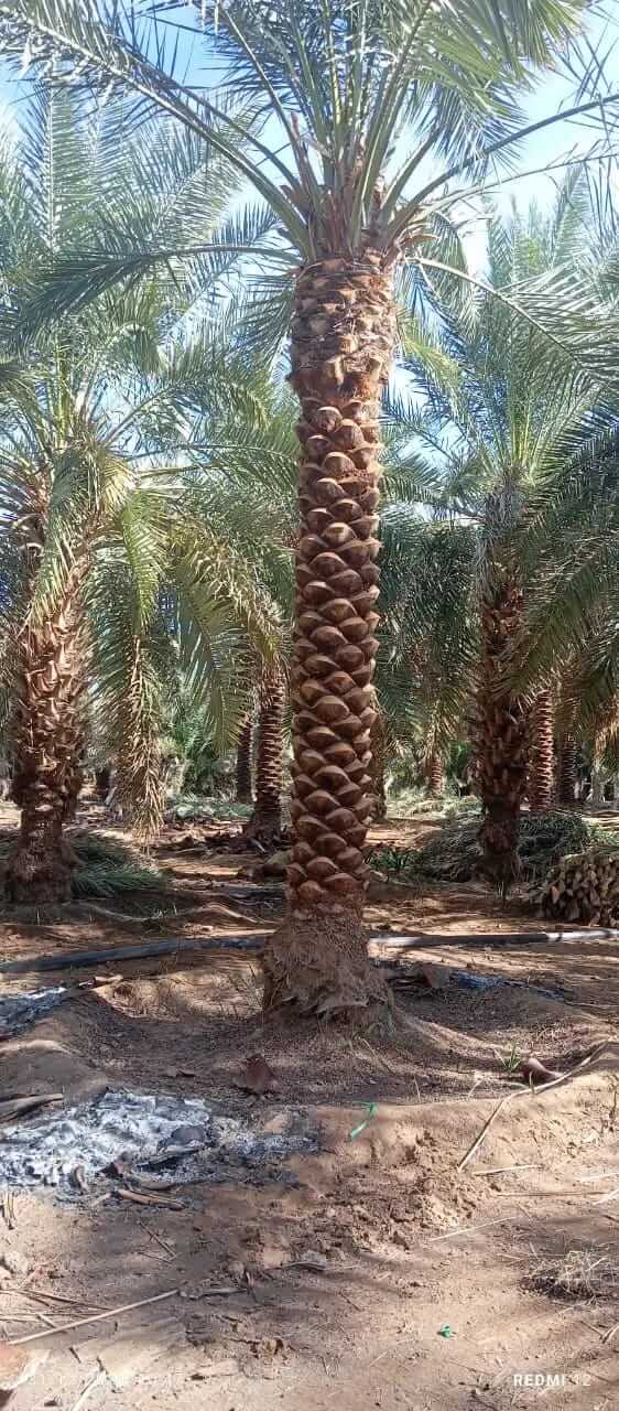 مشروع توريد وزراعة النخيل في كافه مناطق المملكة - صورة 9