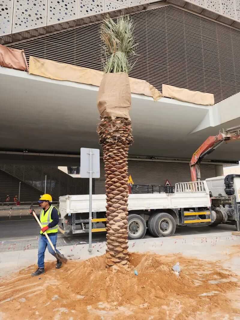 مشروع توريد وزراعة النخيل في كافه مناطق المملكة - صورة 7