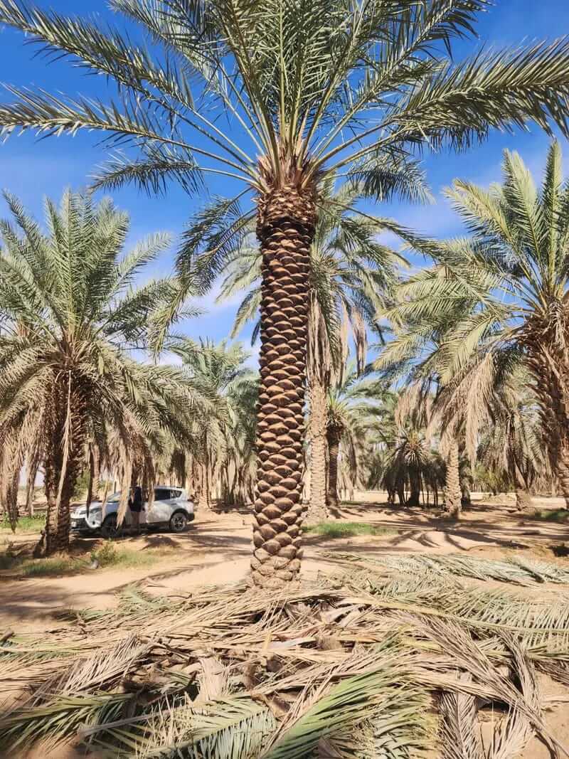 مشروع توريد وزراعة النخيل في كافه مناطق المملكة - صورة 4