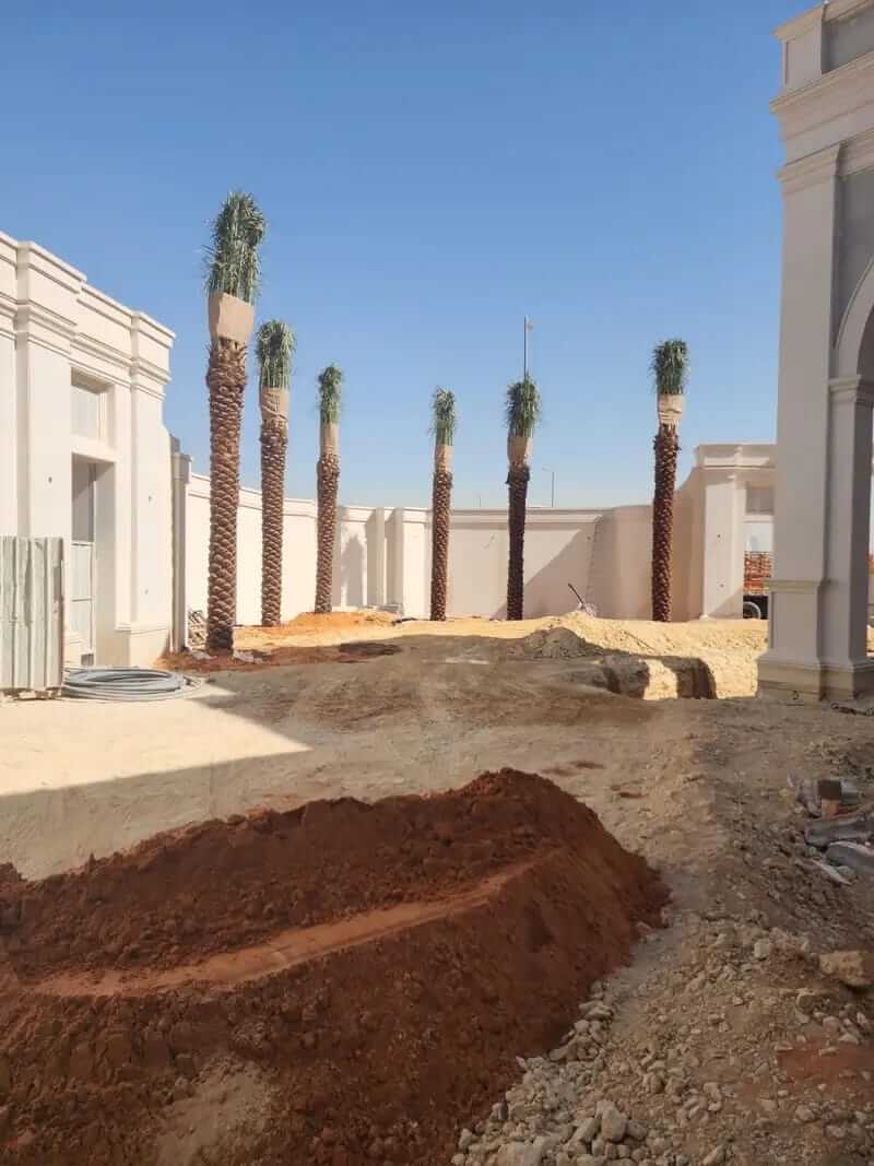 مشروع توريد وزراعة النخيل في كافه مناطق المملكة - صورة 3