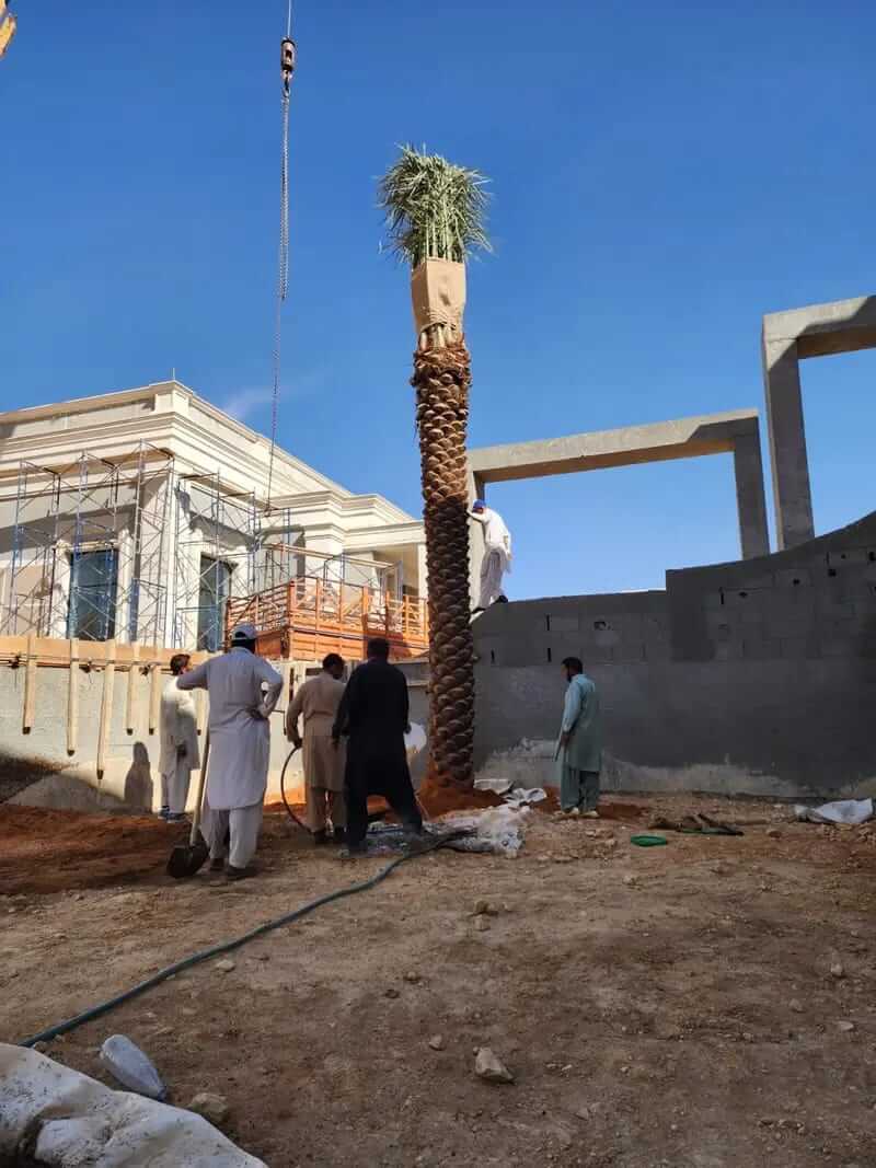 مشروع توريد وزراعة النخيل في كافه مناطق المملكة - صورة 2