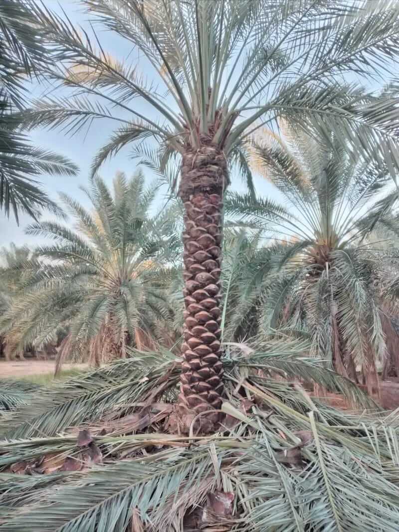 مشروع توريد وزراعة النخيل في كافه مناطق المملكة - صورة 1